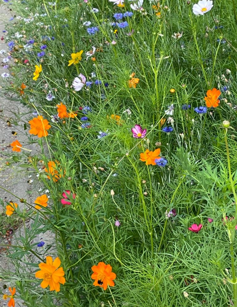 Wildflowers